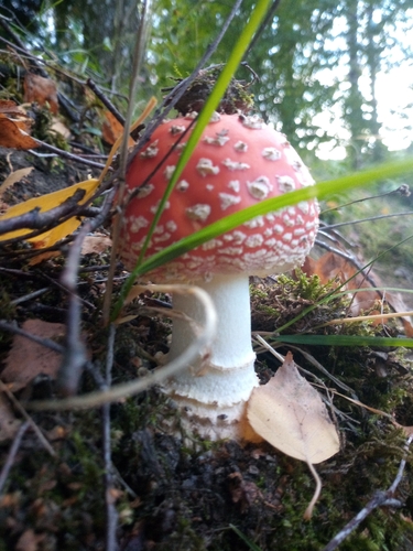 Fly Agaric