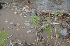 Parthenocissus inserta