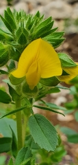Ononis pubescens