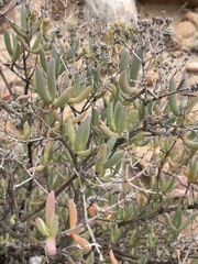 Ruschia pungens