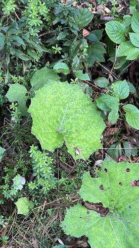 colt's-foot