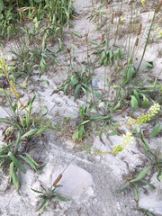 Reseda lutea