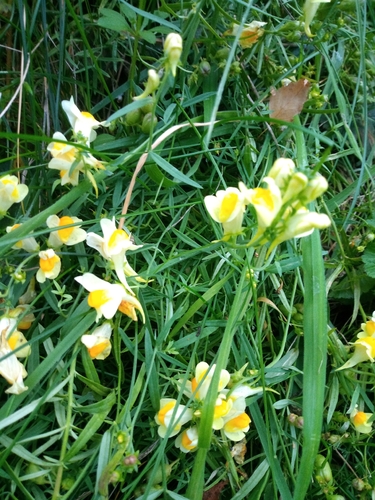 common toadflax