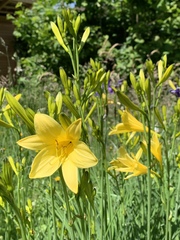 Hemerocallis lilioasphodelus