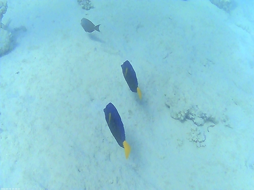 Purple Tang