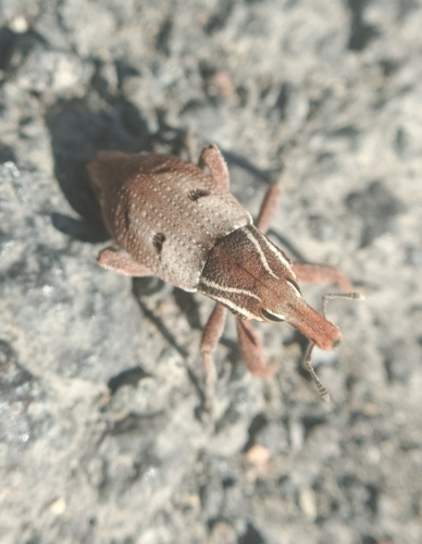 Stephanocleonus tetragrammus