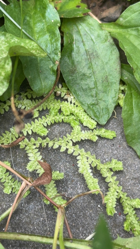 meadow spikemoss
