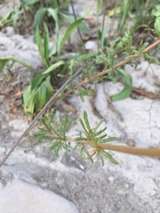 Reseda lutea