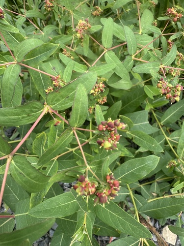 nodding spurge