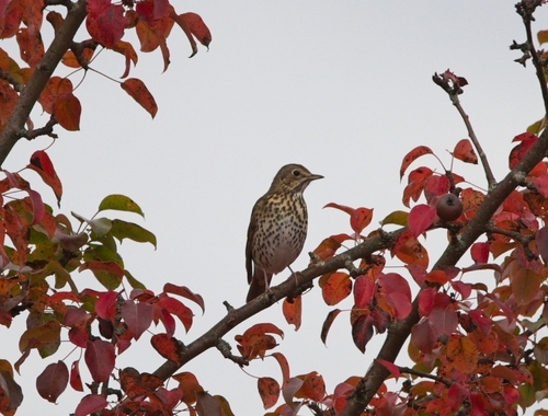 Song Thrush
