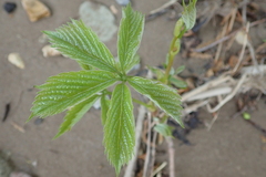 Parthenocissus inserta