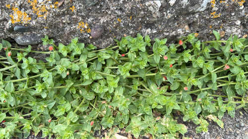 scarlet pimpernel