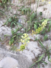 Reseda lutea