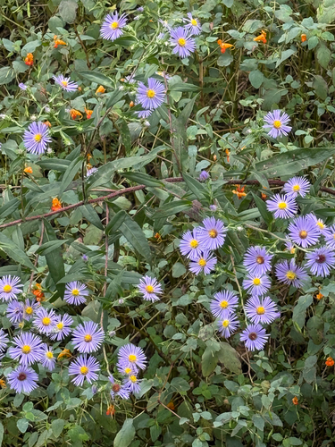 swamp aster
