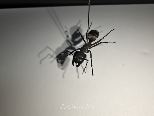 Camponotus punctatissimus