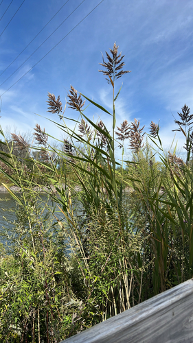 common reed