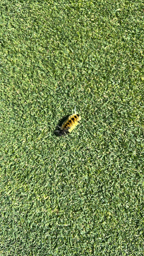 Spotted Tussock Moth