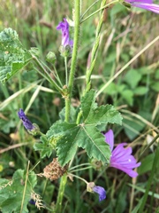 Malva sylvestris