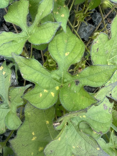 ivy-leaved morning-glory