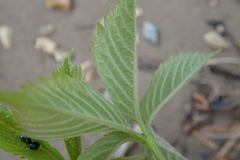 Parthenocissus inserta