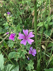 Malva sylvestris