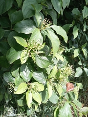 Cornus sanguinea