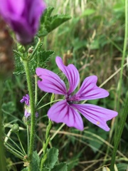 Malva sylvestris