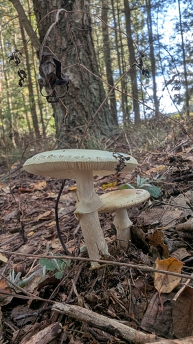 False Death-cap