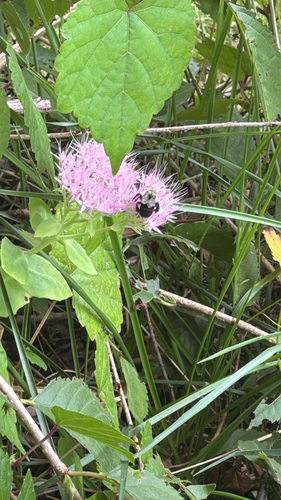Common Eastern Bumble Bee