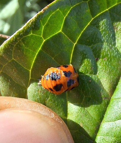 Asian Lady Beetle