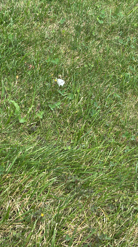 Small White