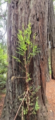 (c) Darrin LeBlanc, some rights reserved (CC BY) Sequoia sempervirens, photograph (c) Darrin LeBlanc, some rights reserved (CC BY)