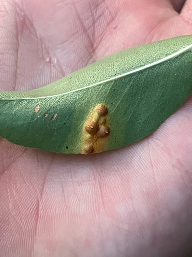 Pear Rust