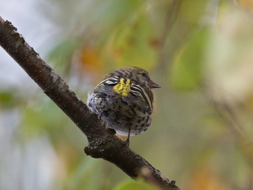 Eurasian Siskin