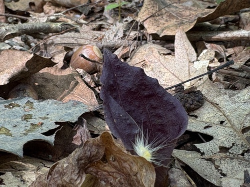 crane-fly orchid