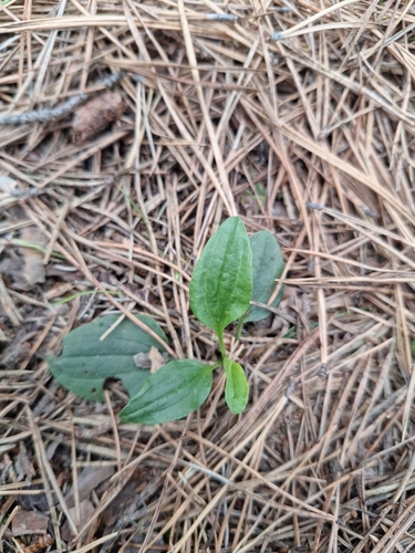 greater plantain