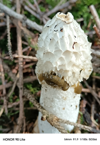 common stinkhorn