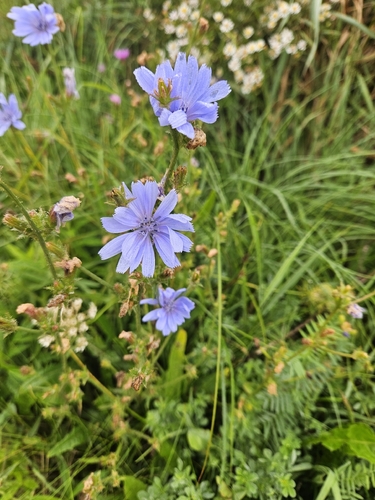 chicory