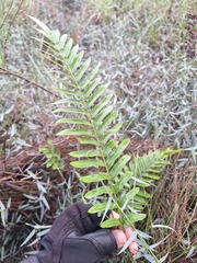 Telmatoblechnum serrulatum