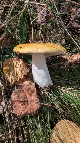 Yellow Swamp Brittlegill