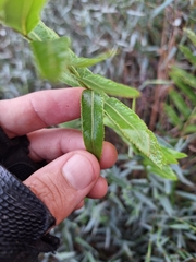 Telmatoblechnum serrulatum, photograph (c) Márcia Martins, some rights reserved (CC BY)