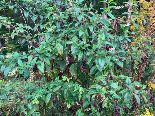 American pokeweed