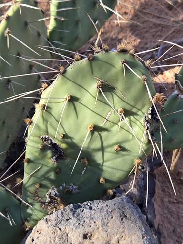 Brown-spined Pricklypear