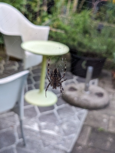 Cross Orbweaver