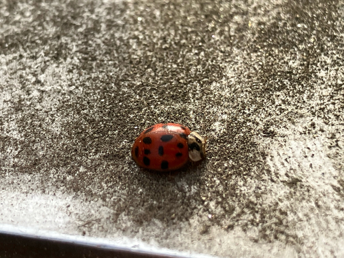 Asian Lady Beetle
