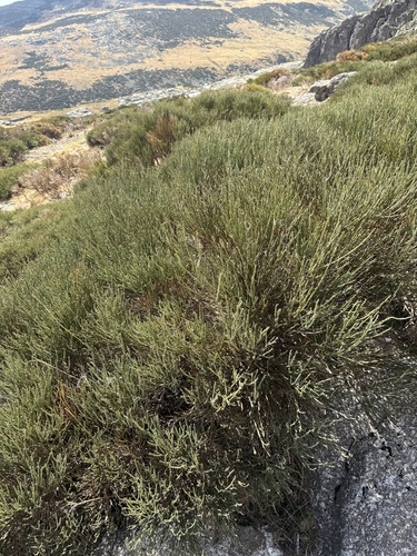 Cytisus oromediterraneus, photograph 2