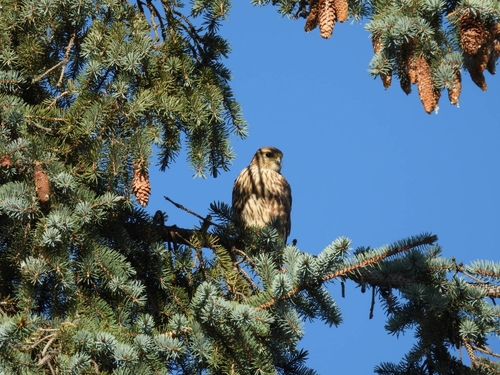 Merlin
