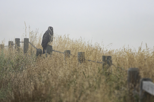 Swainson's Hawk