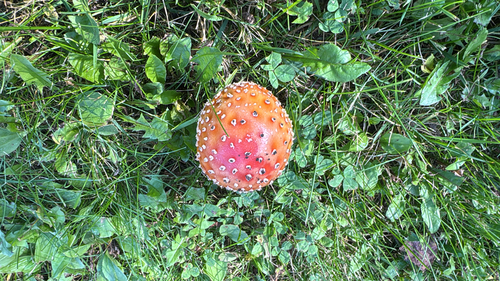 Fly Agaric