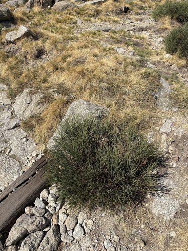 Cytisus oromediterraneus, photograph 1
